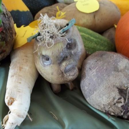 Wyświetl org. rozmiar