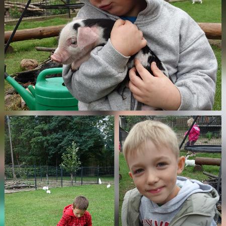 Wyświetl org. rozmiar