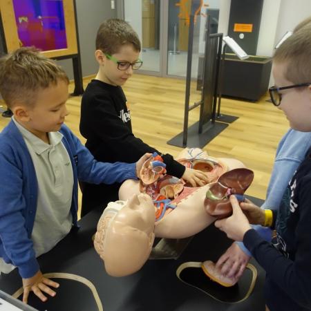 Wyświetl org. rozmiar